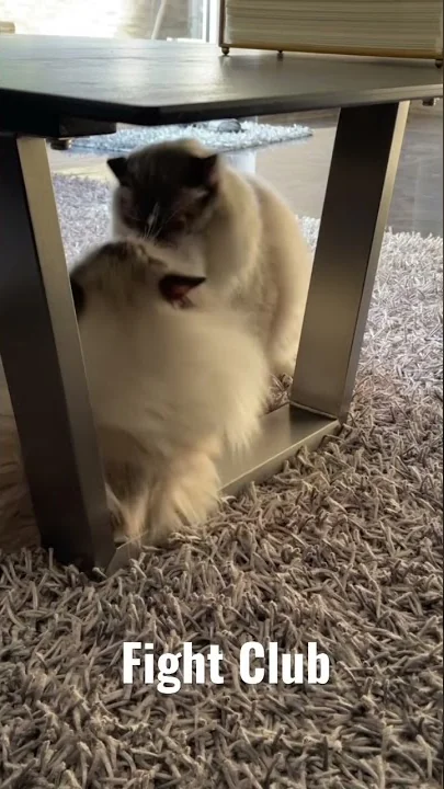 Video 245481: ragdollcat funnycats, cat funny ragdollcat, cat fighting funnycats, sweet funnycats