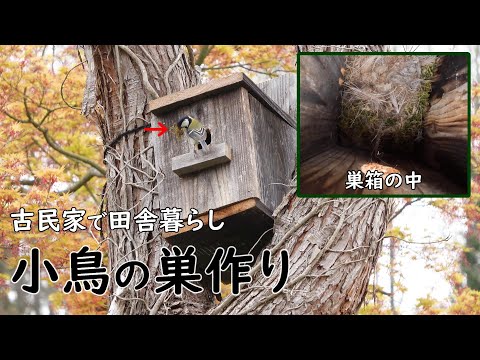 小鳥の巣の電tw14 小鳥の巣の電tw14 【公式通販】