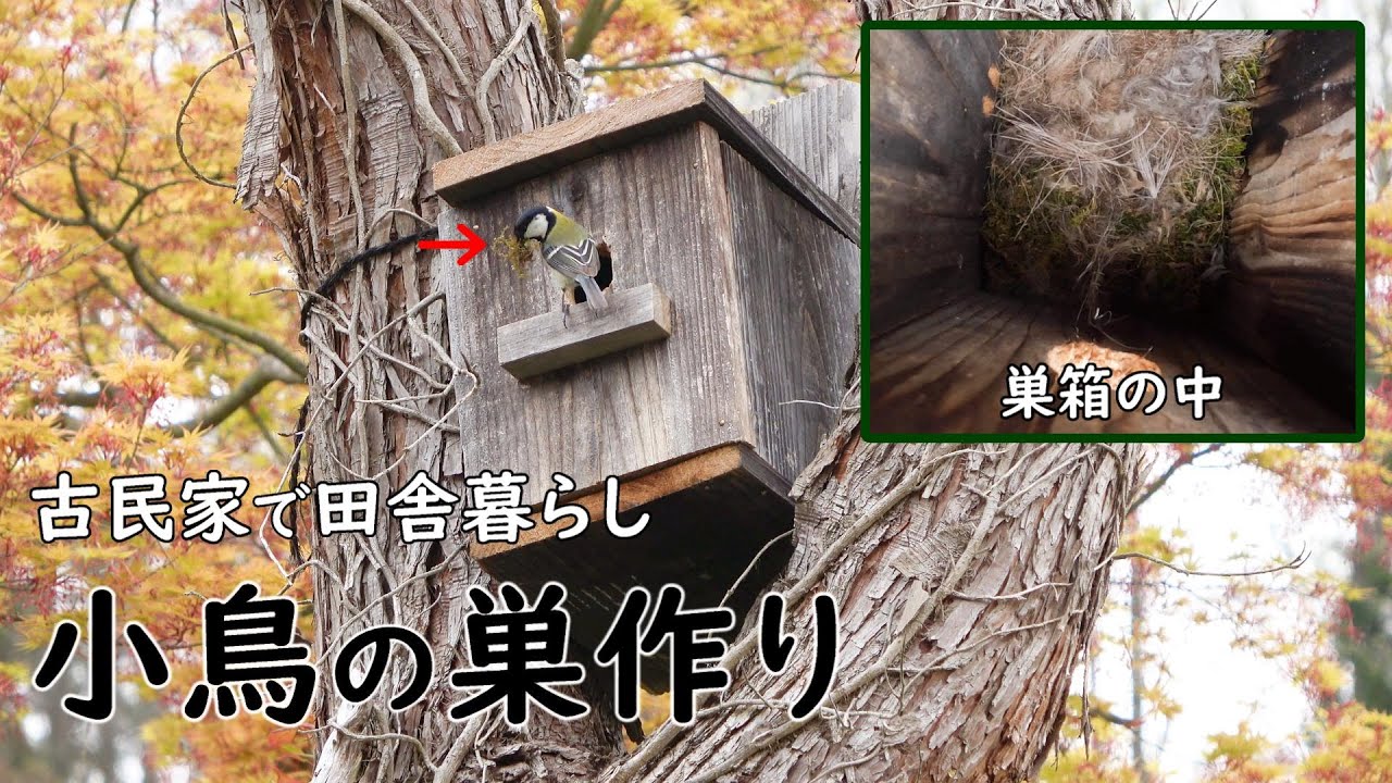 メープルウッド】 バードトイ 麻紐で編んだつぼ巣 楕円型 🌾