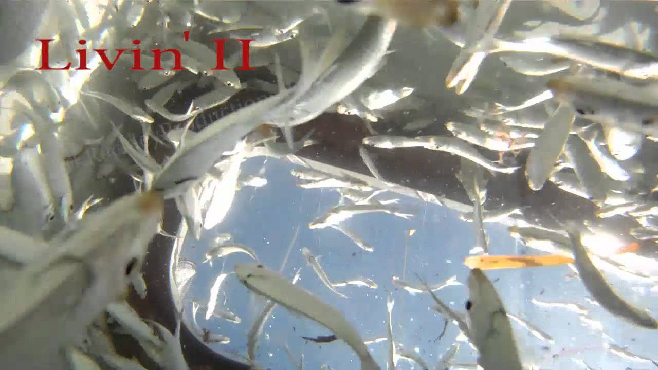 Key West Sword Fishing