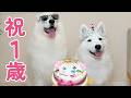 【祝1歳】かのんちゃんお誕生日ケーキ食べるLIVE🎂