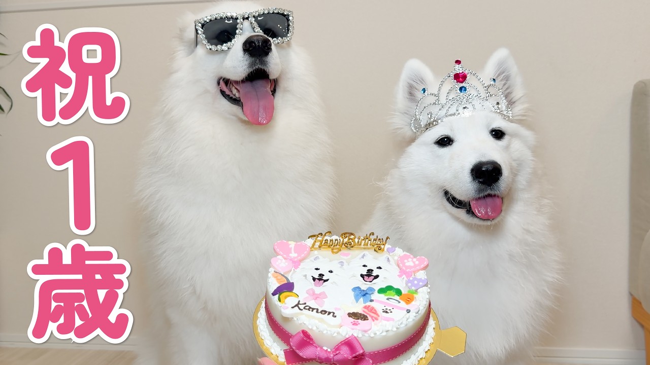 【祝1歳】かのんちゃんお誕生日ケーキ食べるLIVE🎂
