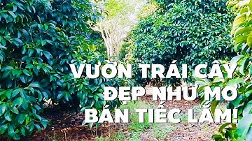 Cần tiền chữa bệnh cho cha già buộc phải bán vườn trái cây 3162m2 ở BR-VT đẹp tuyệt vời (ĐÃ BÁN)