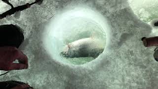 How To Ice Fish At Eleven Mile Reservoir