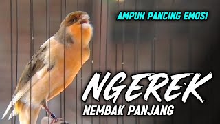 KENARI GACOR PANJANG Rol Rapat EMOSI Cuit cuit Ngerol AMPUH utk Pancingan kenari paud belajar bunyi