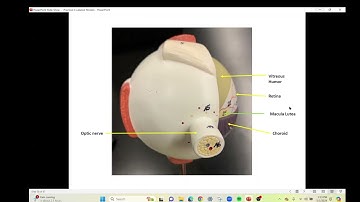Practical 4 Eye and Ear Models