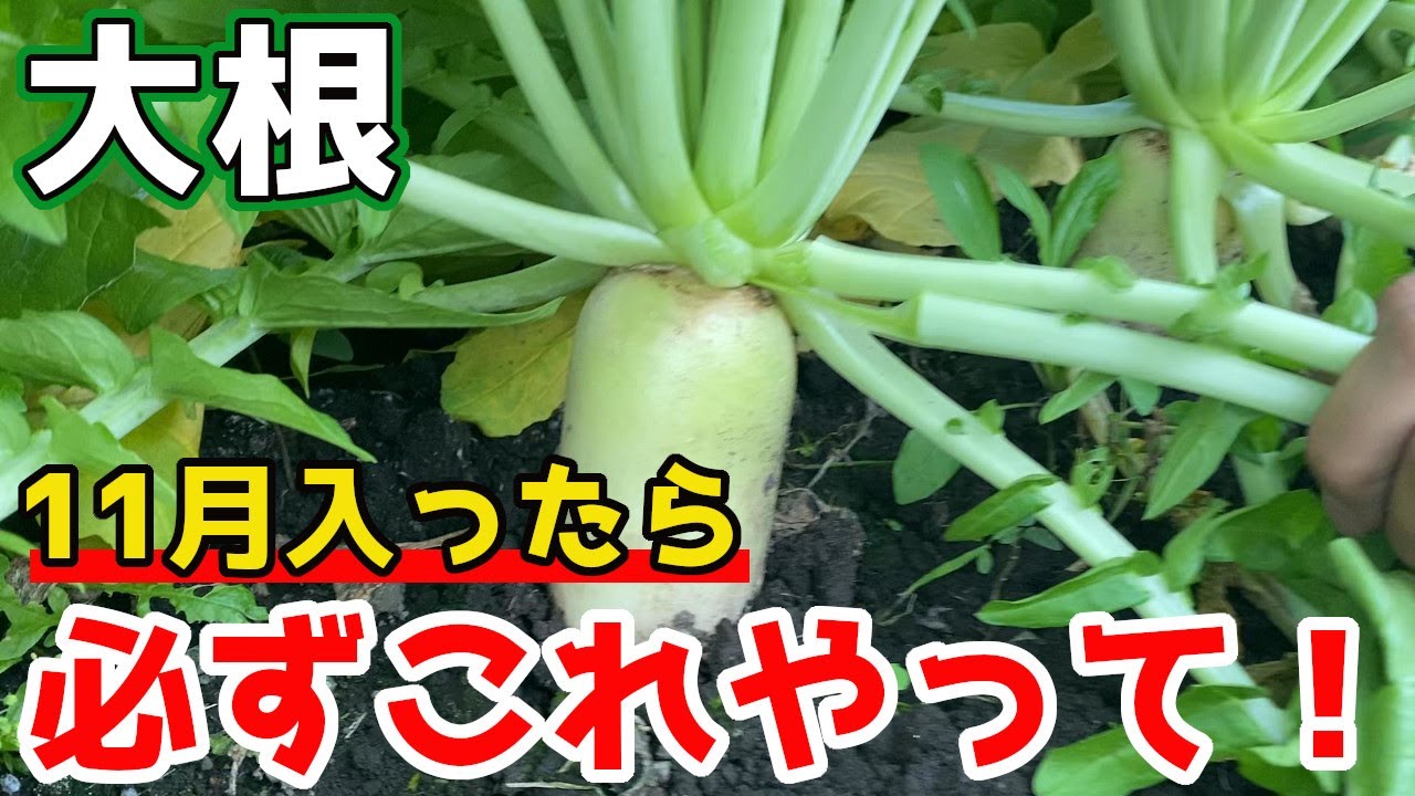 大根】11月入ったら必ずやってほしいこと3選を紹介します。【家庭菜園
