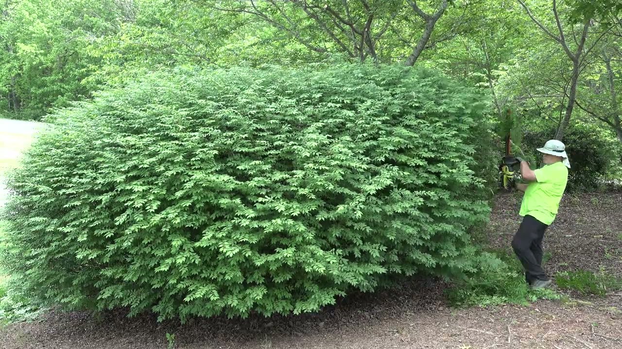 FREE Overgrown Shrubbery Trim | Return to the Subdivision Entrance