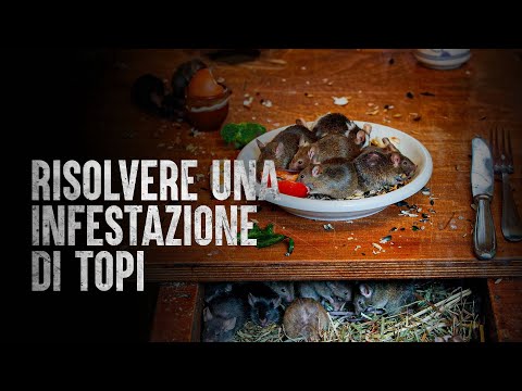 Video: Topi domestici: descrizione e foto. Un topo domestico morde? Come sbarazzarsi dei topi domestici