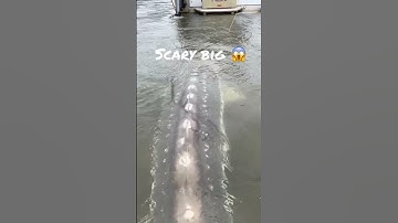 Absolutely huge fish😱🐟 #big #fish #sturgeon #shorts #youtube #youtubeshorts #huge #scary #fishing