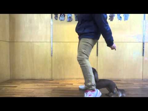 ココアちゃんとダンストリックの練習