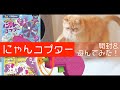 【にゃんコプター】を開封＆遊んでみたときの3猫の反応は？！