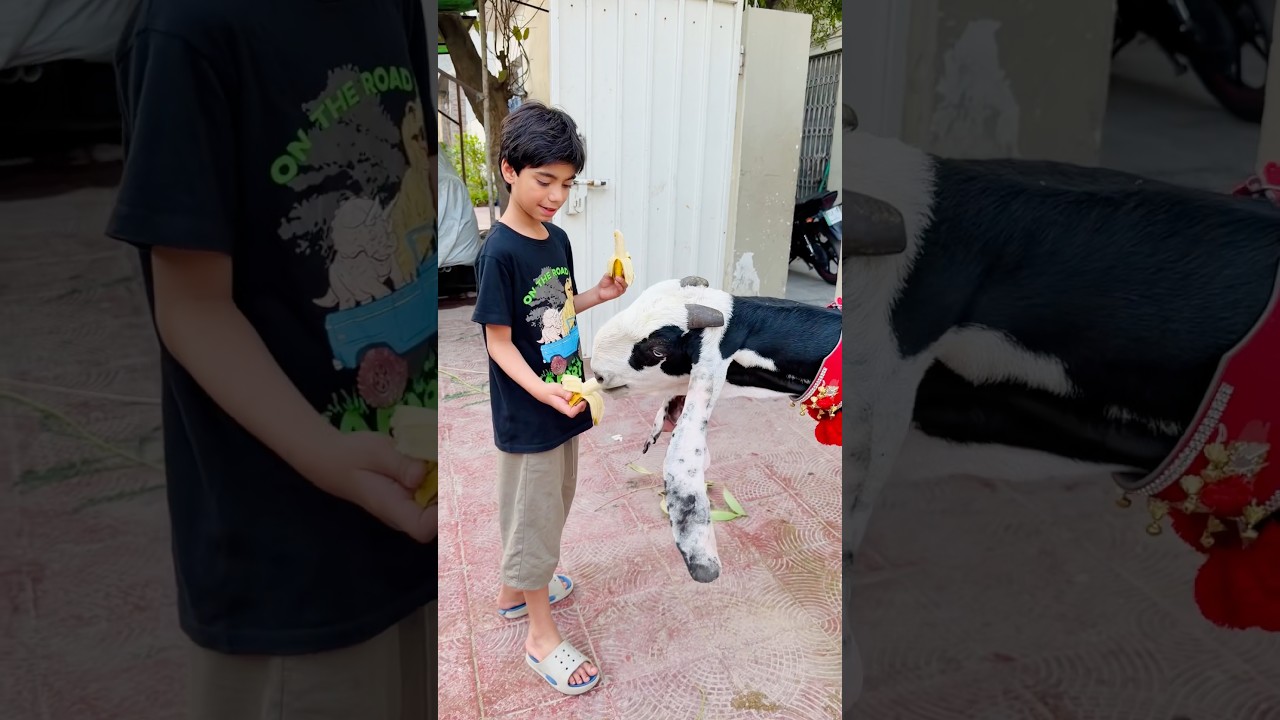 saim ka bakra kahan gya?#shorts #viral