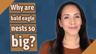 Why are bald eagle nests so big