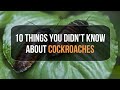10 Things You Didn’t Know About Cockroaches