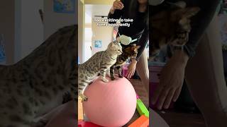 Real Cat Training: Slow, Messy, and 100% Worth It