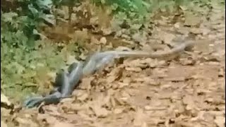 King cobra Snakes dancing in western ghats . Sweet home
