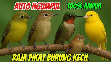 SUARA PIKAT SEMUA BURUNG KECIL MP3 PALING AMPUH! RAJA PIKAT BURUNG AUTO NGUMPUL @kartojoyovlog