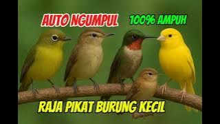 SUARA PIKAT SEMUA BURUNG KECIL MP3 PALING AMPUH! RAJA PIKAT BURUNG AUTO NGUMPUL @kartojoyovlog