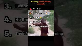 These Animals Are WAY Smarter Than You Think 🧠😂 (Number Two is both funny and smart!)