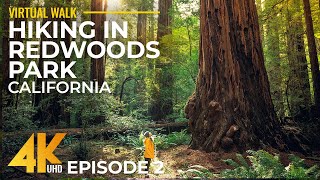 4K Relaxing Forest Walk among the Highest Trees on Earth