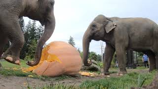 Elephant Smash Giant Pumpkins