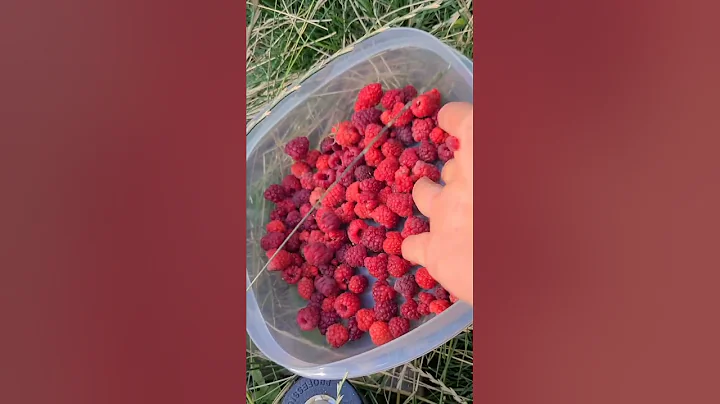 June Bearing vs Everbearing Raspberries