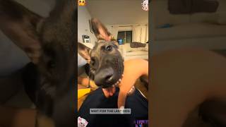Big Dog Breeds Temporarily Operating With Zero Brain Cells  shorts funnydogs puppy