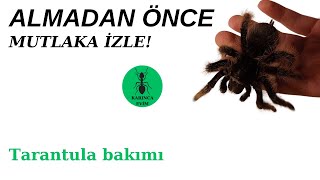 Tarantula Bakımı Nasıl Yapılır? Bonus Besleme