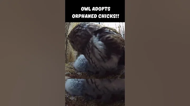 MOMMA OWL ADOPTS TWO RESCUE CHICKS!! #shorts #trending #viral #owls #birds #cuteanimals #animallove