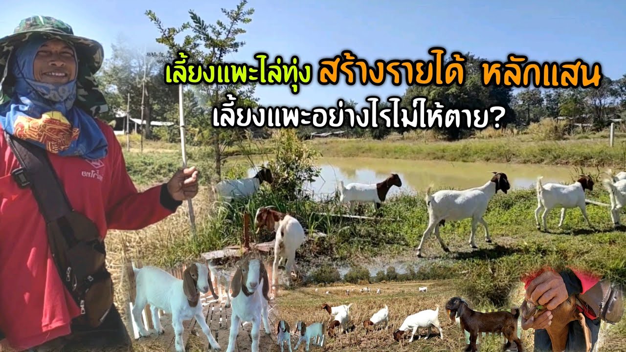 เลี้ยงแพะไล่ทุ่ง เลี้ยงอย่างไรถึงไม่ตาย พร้อมสร้างรายได้หลักแสน/ปี