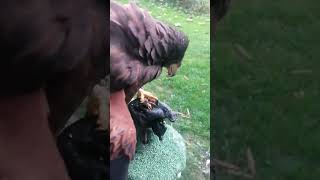 Kŕmenie Jastrab Harris, Feeding The Harris Hawk
