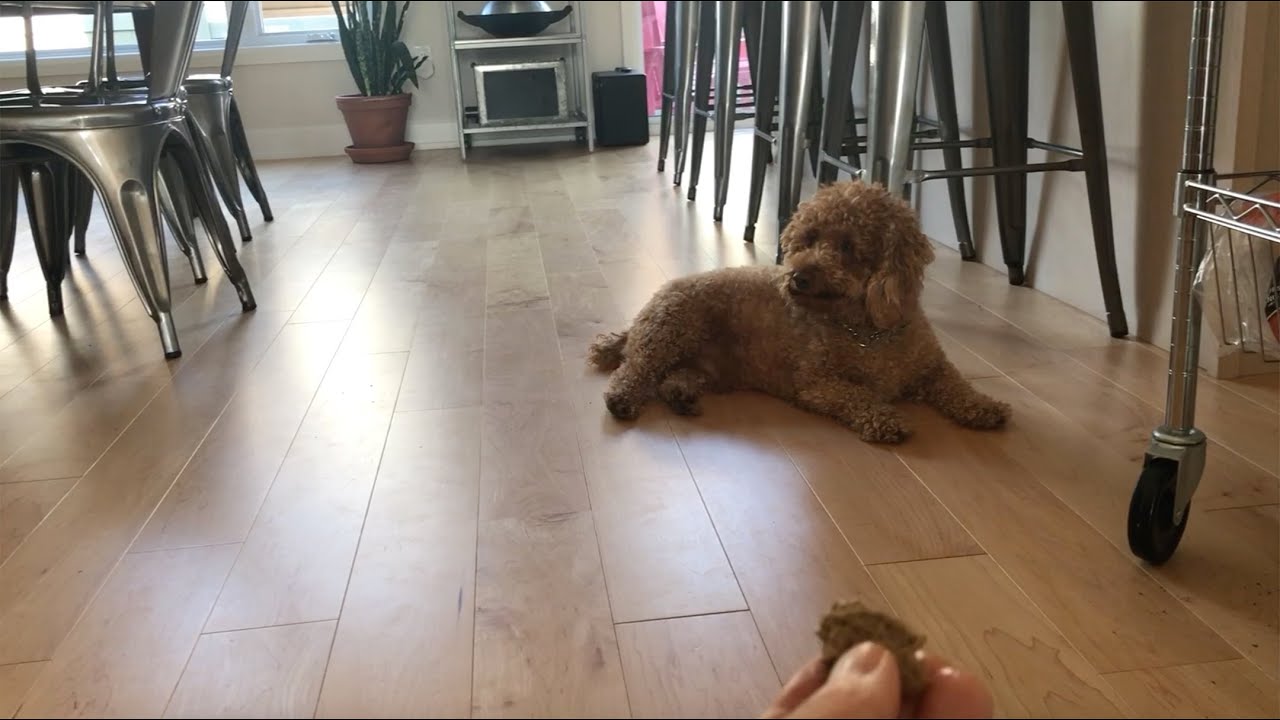 Mini poodle dog DOESN'T WANT LUNCH *Wants Treat Instead* | Teddy Bungoo