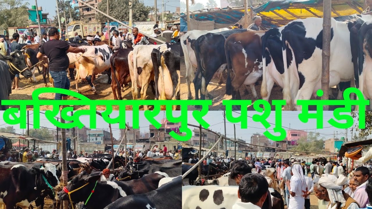 झारखंड से आए बख्तियारपुर पशु मंडी में 76500 में गाय लिए cow Mandi bakhtiyarpur pashu Mandi Bihar 