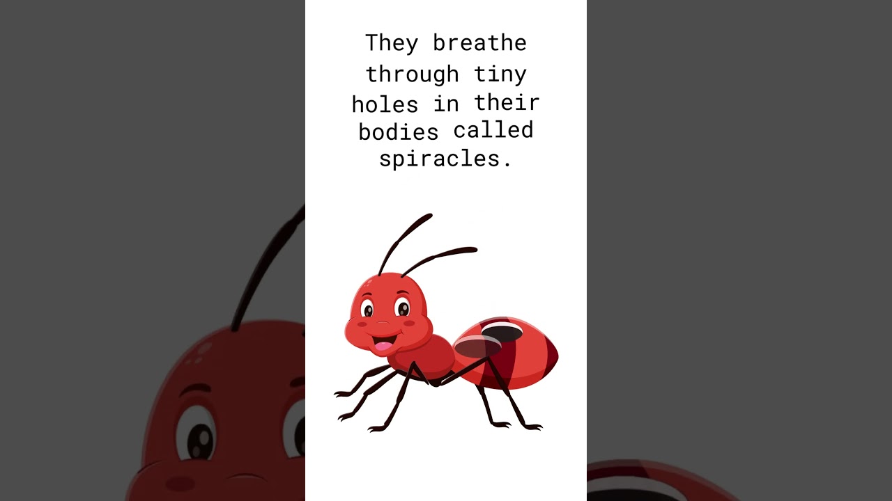 Did You Know Ants Don’t Have Lungs 🐜  Fun Science Facts for Kids