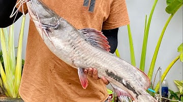 Câu dính cá Lăng đuôi đỏ khủng sông Serepok.