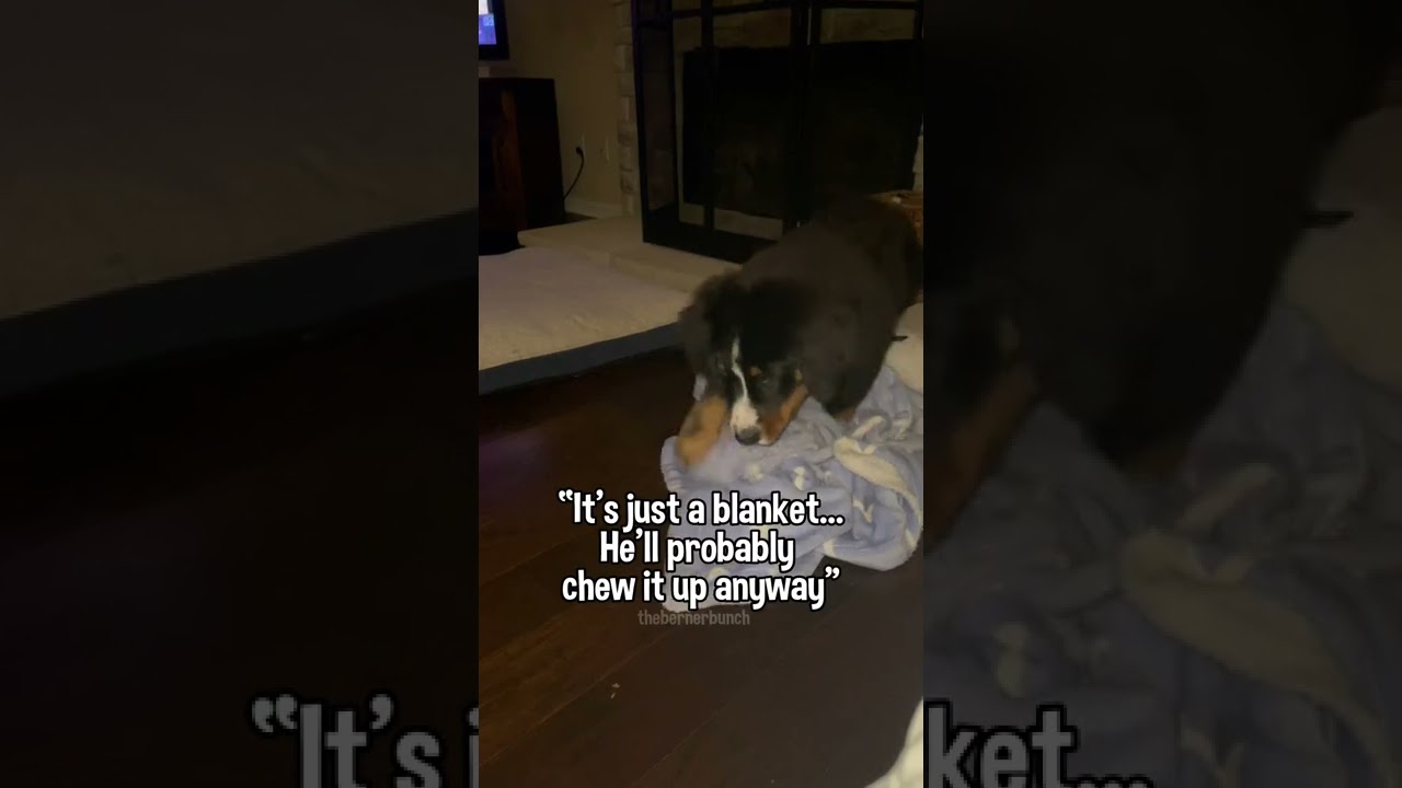 My Dog and His Puppy Blanket: A Love Story 