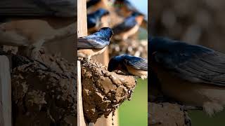 Cách Chim Xây tổ Có Giống Ta Xây Nhà