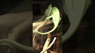 Rapunzel’s friend Pascal I am a chameleon