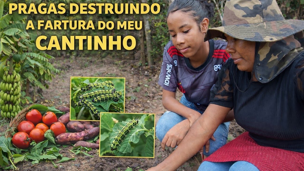 Vida simples na roça fartura no meu cantinho, mas tudo sendo destruído por pragas 😔