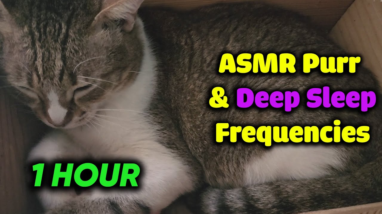 1 Hour ASMR | Cat Purr & Sleep Frequencies for You & Your Cat | Real ...
