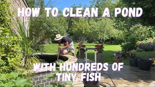 How 2 Clean A Pond Full of Tiny Fish Without Harming Them 