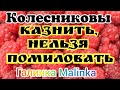 Колесниковы /Обзор Влогов /Казнить, нельзя Помиловать//