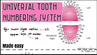 UNIVERSAL TOOTH NUMBERING SYSTEM || last part || Dental anatomy