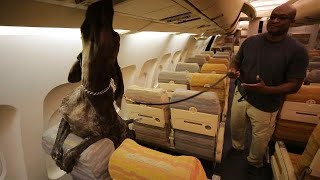 TSA relies on bomb-sniffing K9s to keep passengers safe