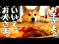 お子さまランチ？いいえ、お犬さまランチです。柴犬の夢を詰め込んだハンバーグオムライスプレート