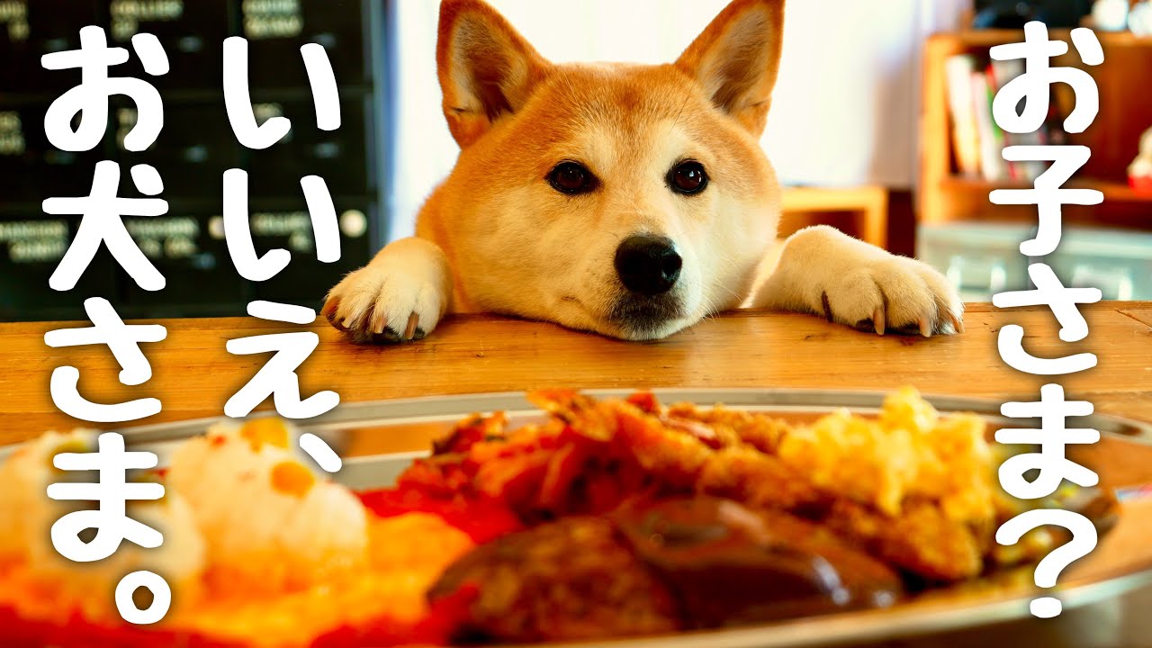 お子さまランチ？いいえ、お犬さまランチです。柴犬の夢を詰め込んだハンバーグオムライスプレート