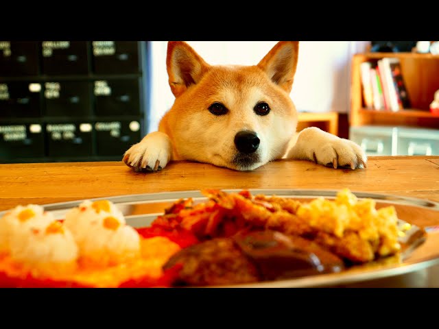お子さまランチ？いいえ、お犬さまランチです。柴犬の夢を詰め込んだハンバーグオムライスプレート