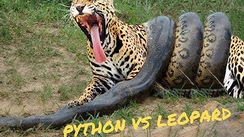 Python Vs Leopard Real Fight |Most Amazing Wild Animals