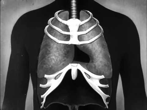 Human skeleton, muscles, movement and posture. Part two. (1951)